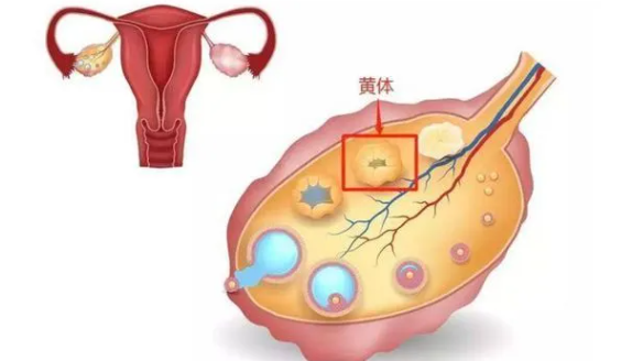 卵泡的發(fā)育過程是什么 卵泡發(fā)育速度快嗎